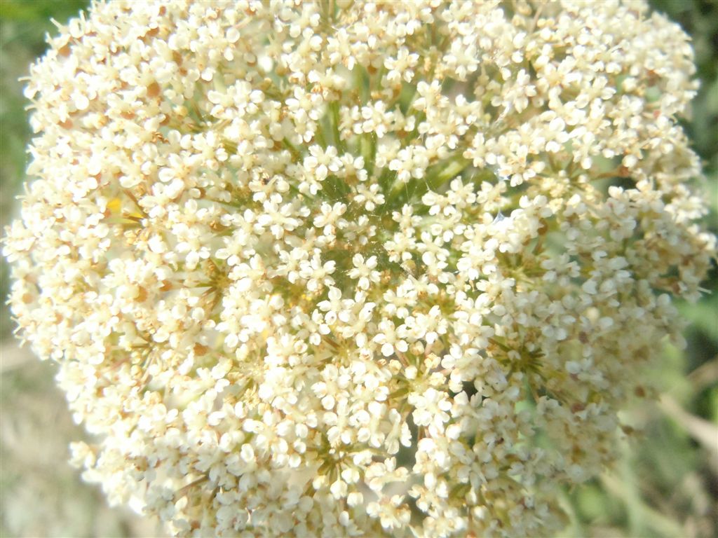 Daucus carota